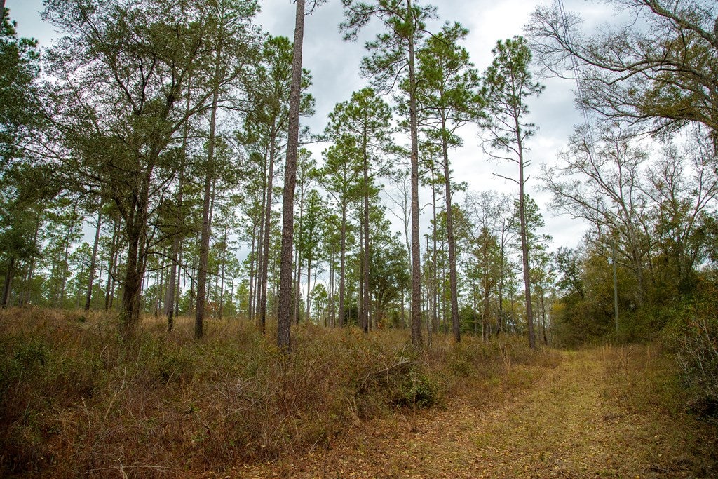 1363 Milton Road Quitman, GA 31643 - Photo 5 of 16 Gallery Image 5