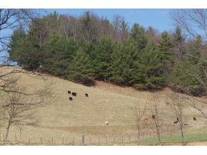 0 Swift Hollow Road Mountain City, TN 37683 - Photo 3 of 11 SLOPING LAND WITH TREES