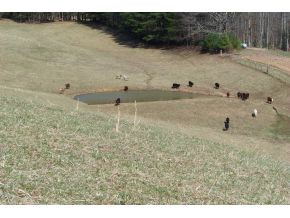 0 Swift Hollow Road Mountain City, TN 37683 - Photo 8 of 11 LONG RANGE VIEW OF POND