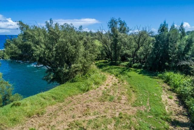 a view of a garden with a tree