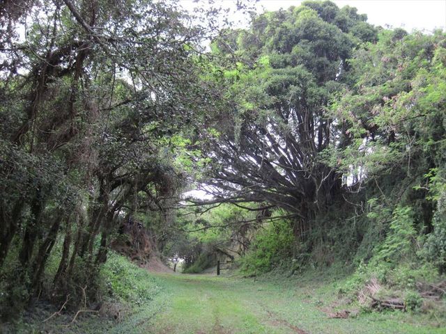 a view of a forest filled with trees