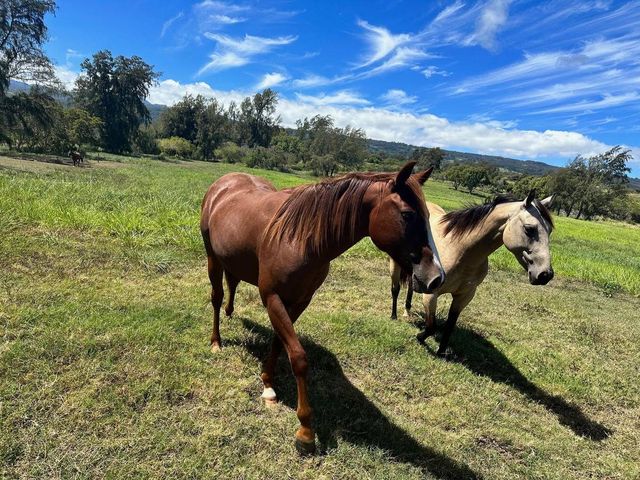 a view of a yard and outdoor seating