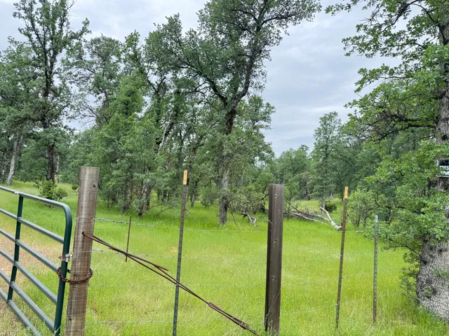 a view of a park with large trees