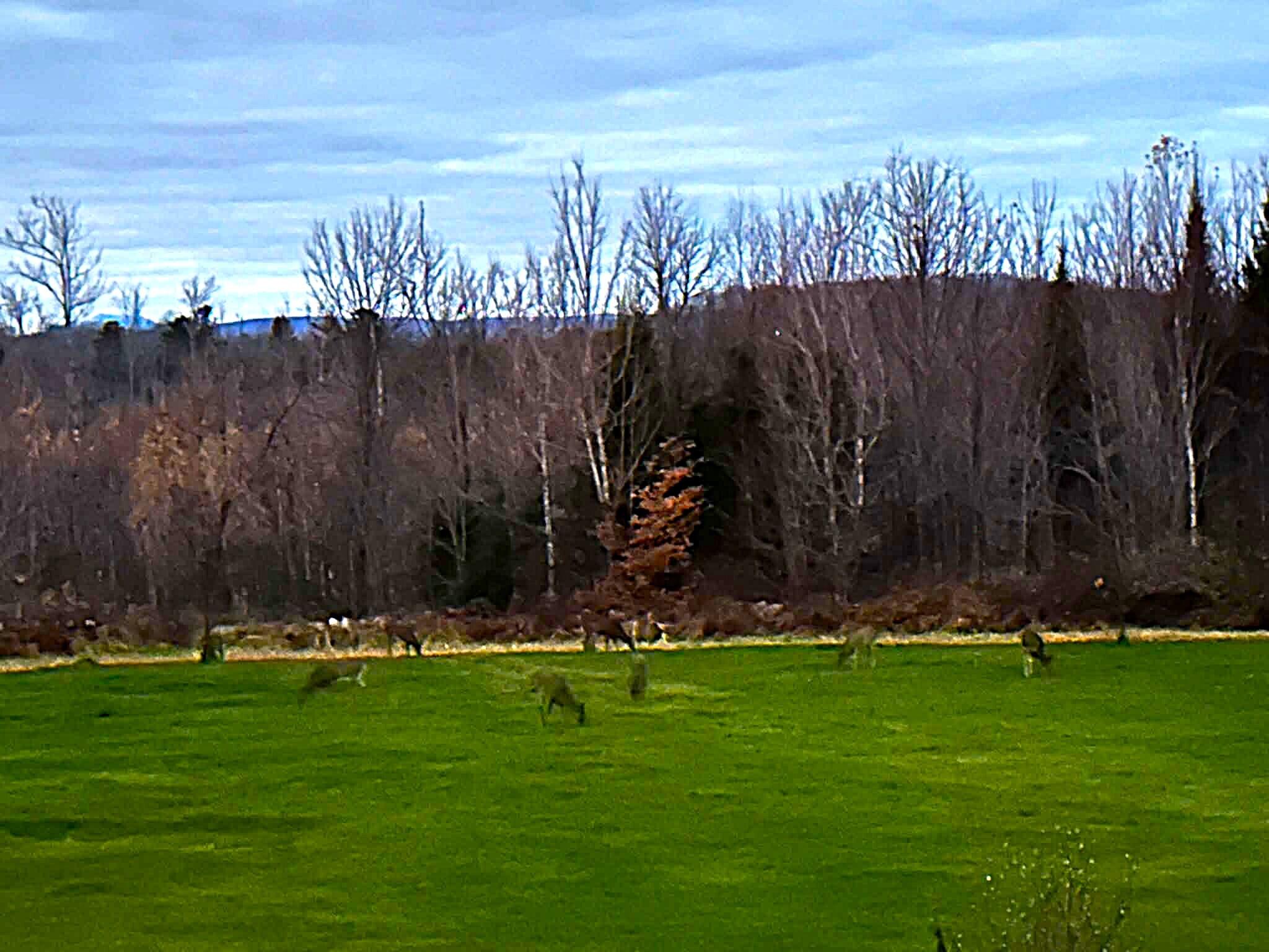 260 Nyes Corner Road St. Albans, ME 04971 - Photo 52 of 106