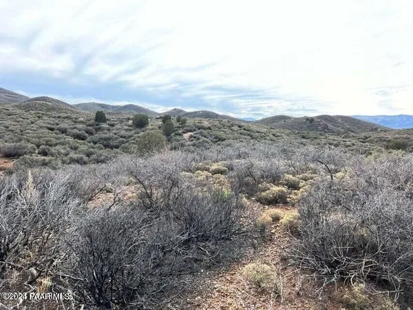 a view of a dry field covered with trees