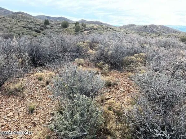 a view of a dry yard with trees