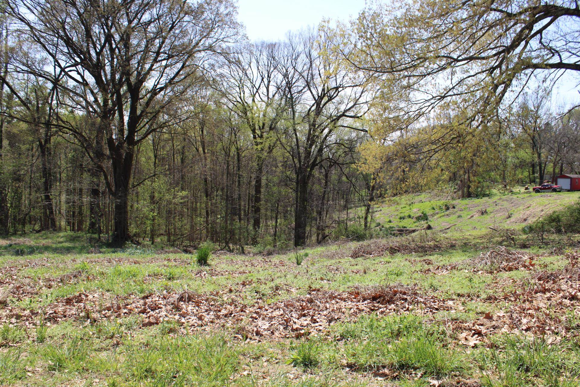 a view of a yard with trees