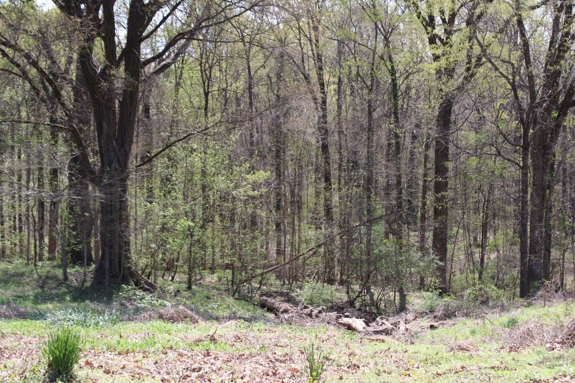 215 South Jefferson Street Ripley, TN 38063 - Photo 2 of 8 a backyard of a house with trees