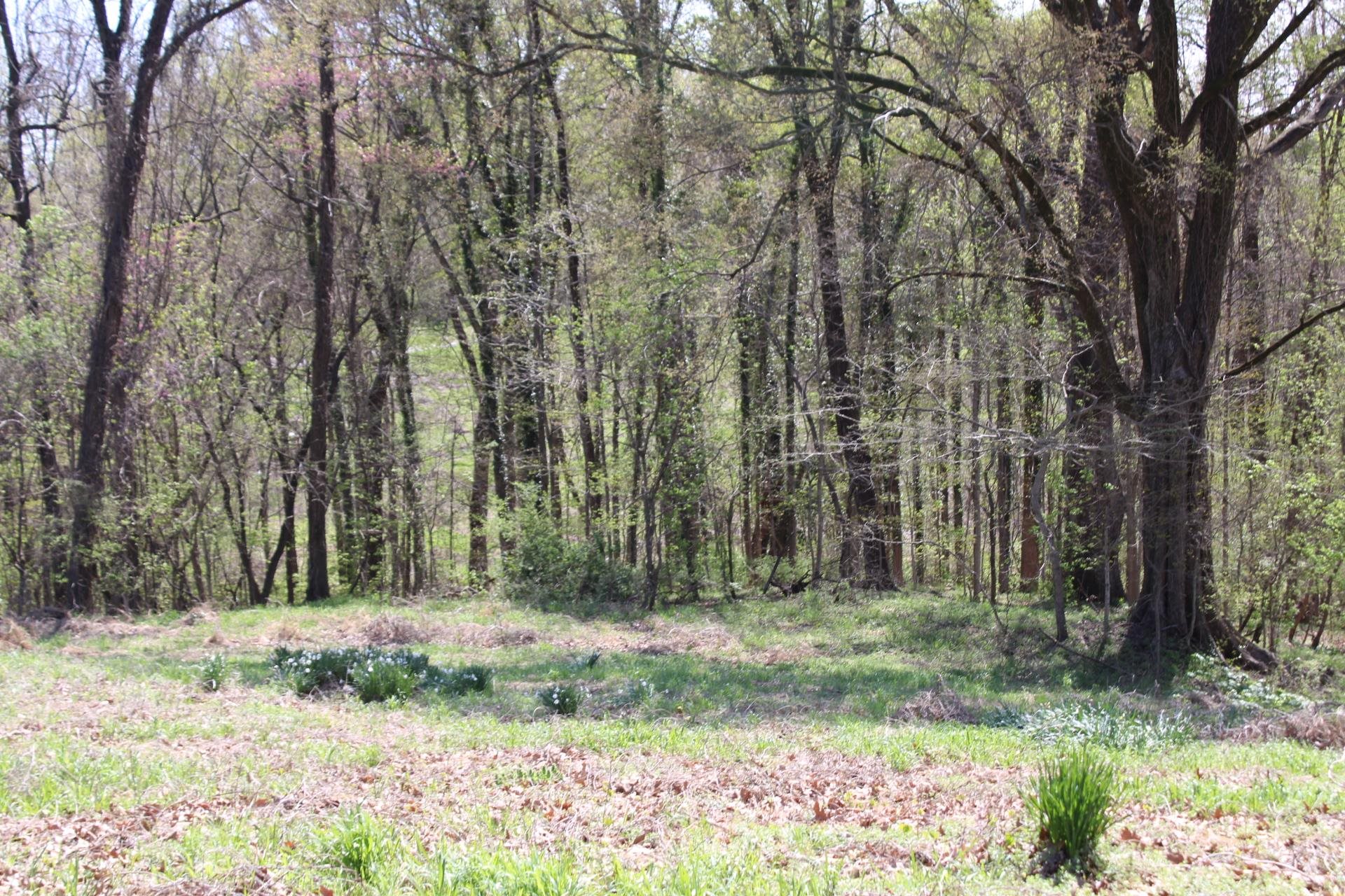 215 South Jefferson Street Ripley, TN 38063 - Photo 3 of 8 a backyard of a house with lots of green space