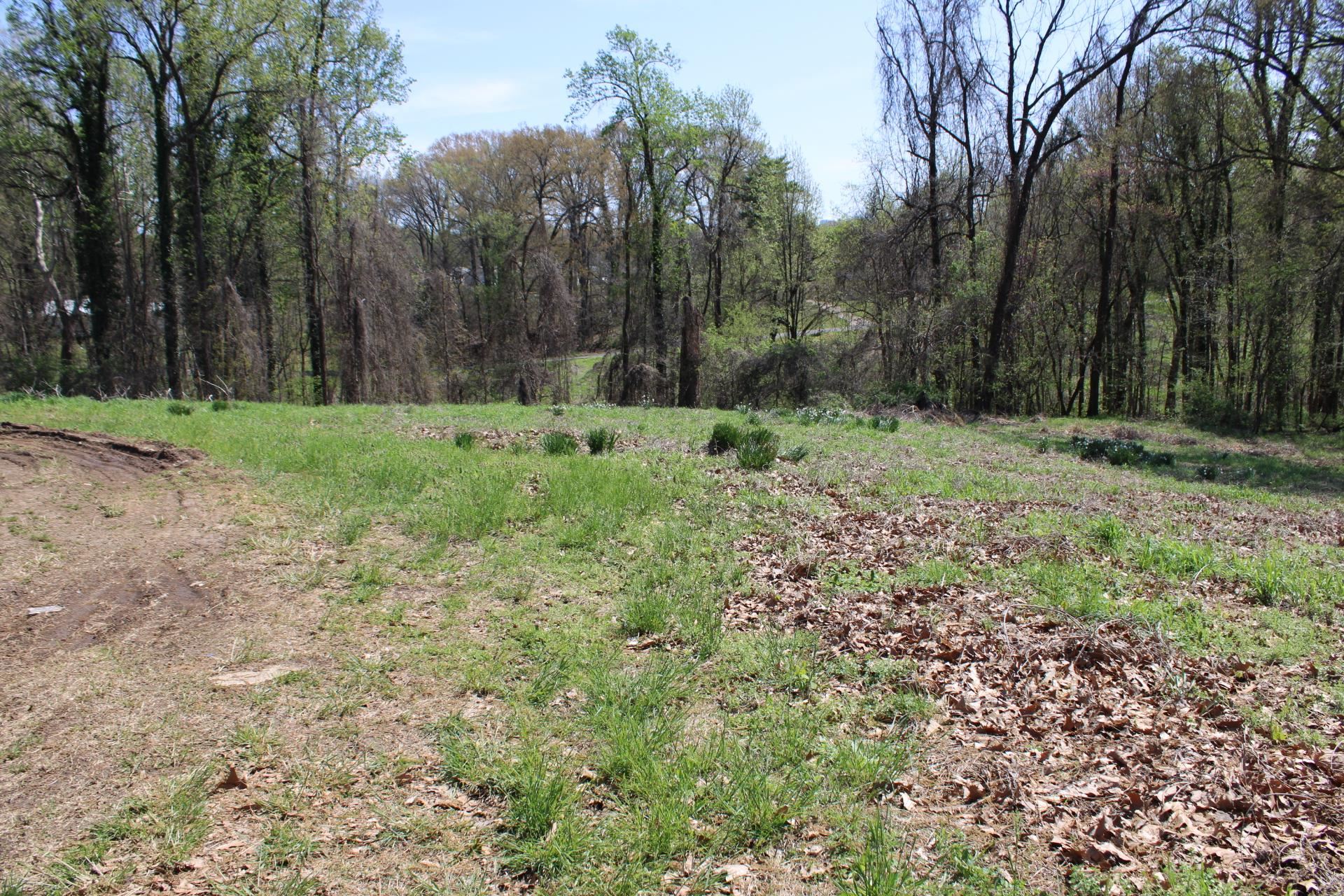 215 South Jefferson Street Ripley, TN 38063 - Photo 4 of 8 a big yard with lots of green space