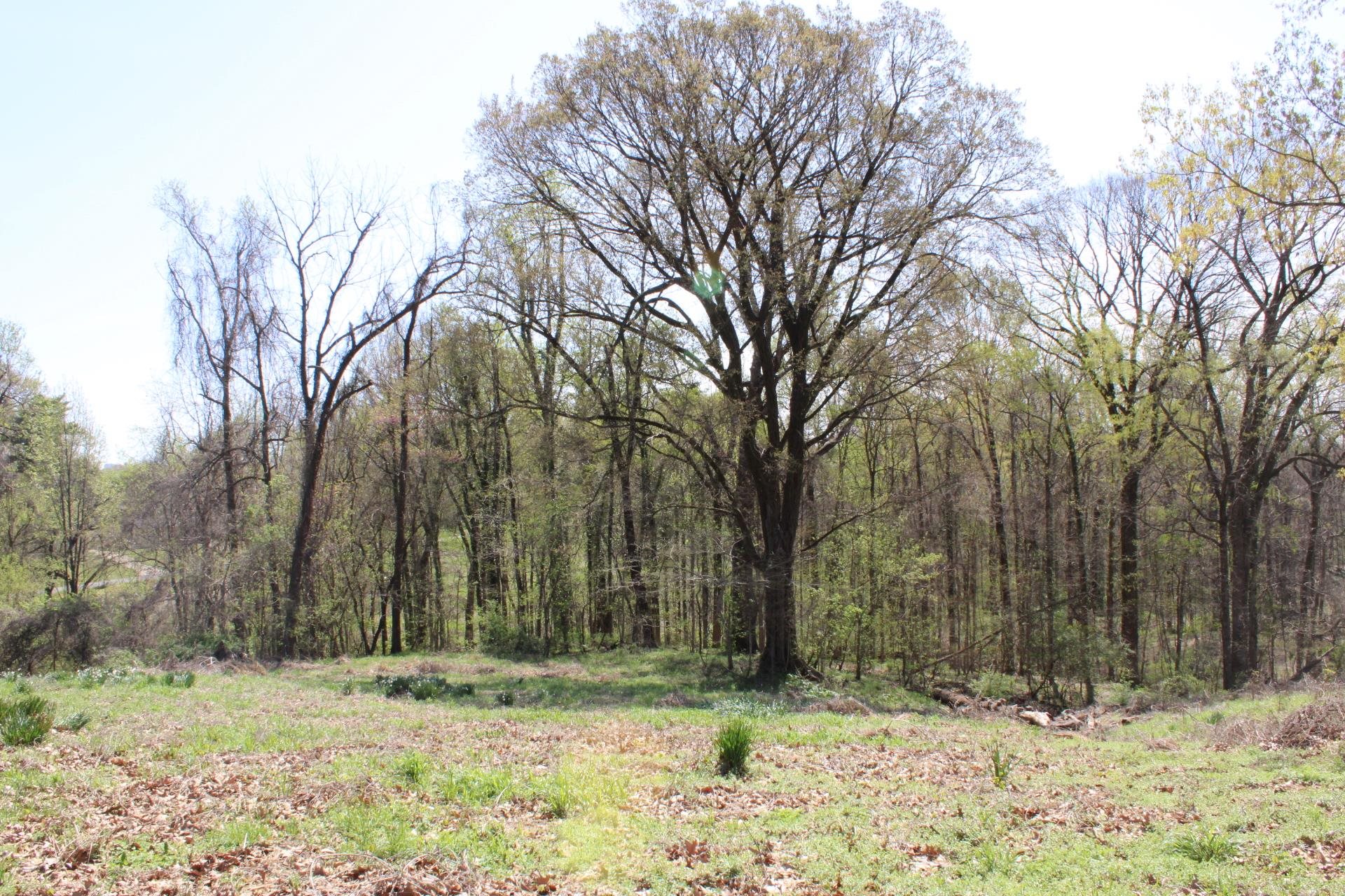 215 South Jefferson Street Ripley, TN 38063 - Photo 5 of 8 a view of a yard covered in snow