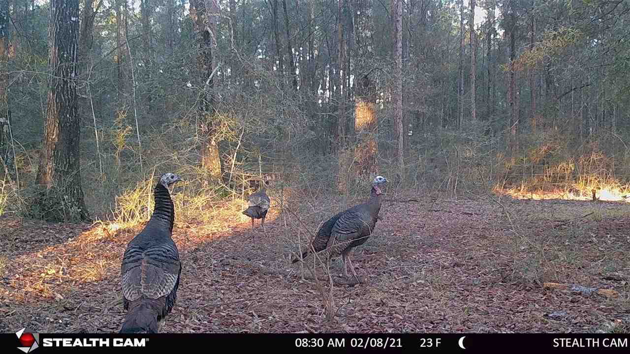 163.38-ac Cravey Bridge Road Florala, AL 36442 - Photo 46 of 49 Gallery Image 46