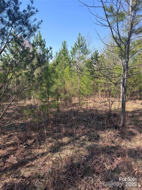 a view of a forest with trees