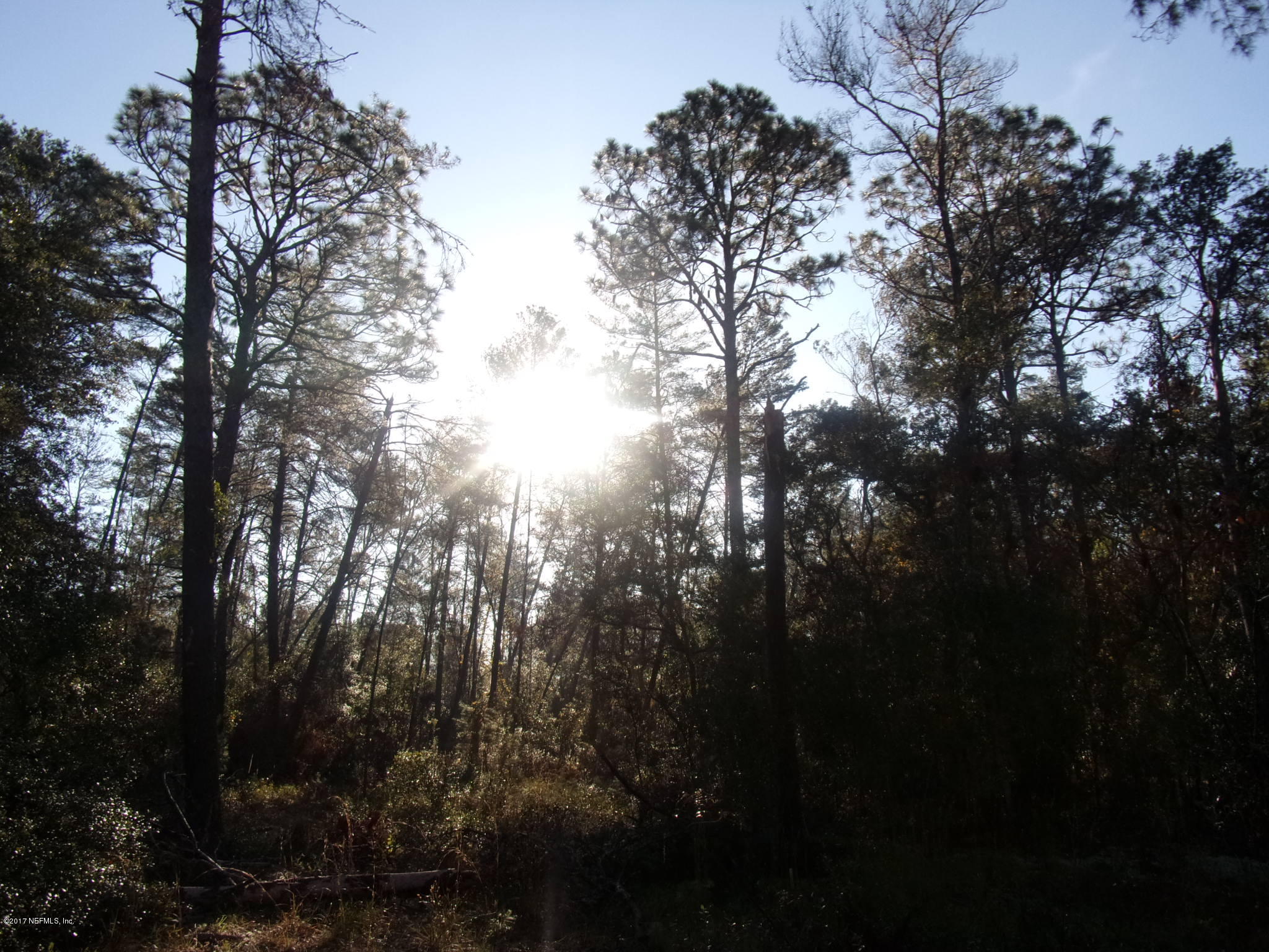 160 Highliner Road Welaka, FL 32112 - Photo 24 of 35 a view of forest