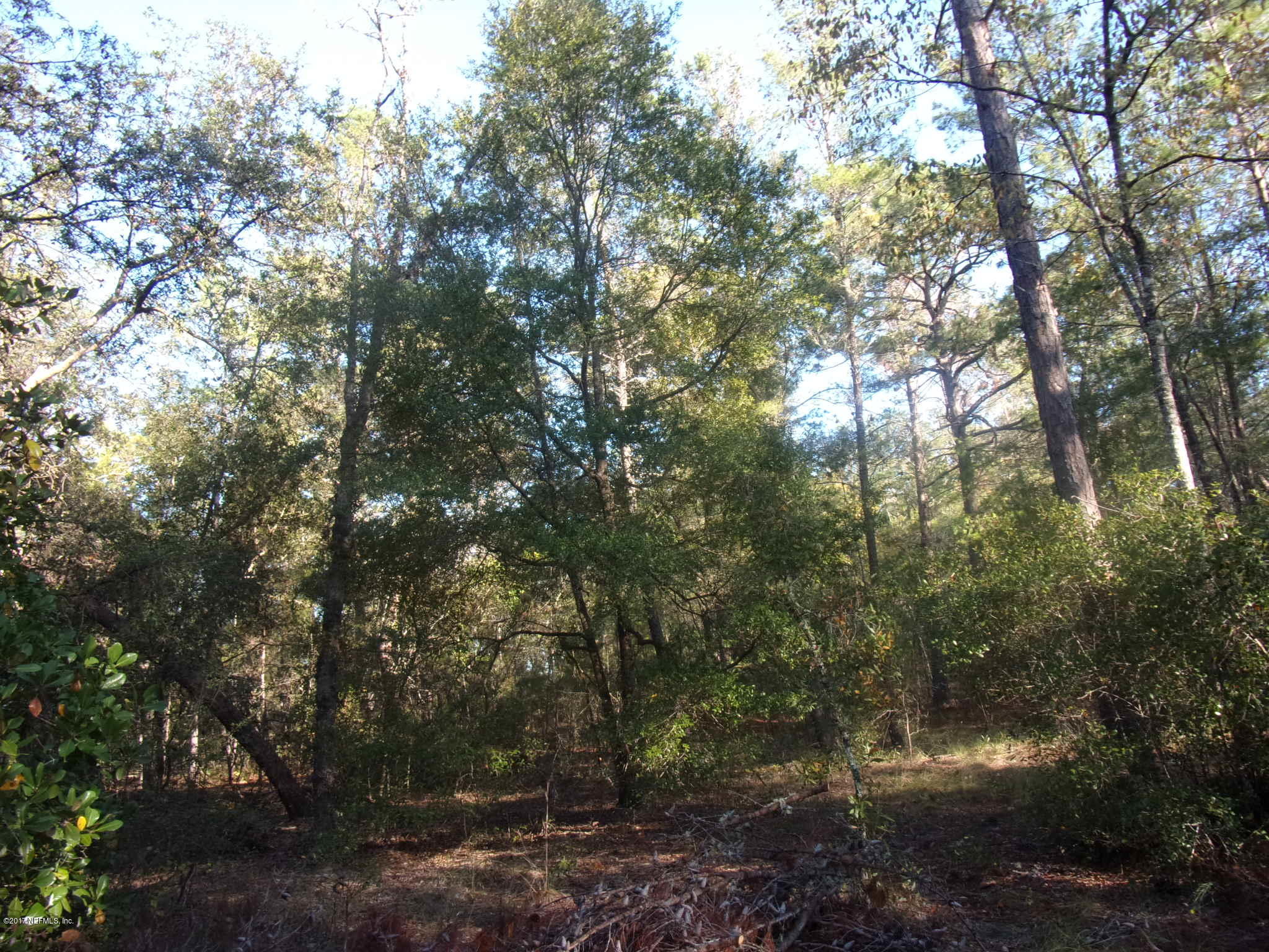 160 Highliner Road Welaka, FL 32112 - Photo 25 of 35 a view of a forest