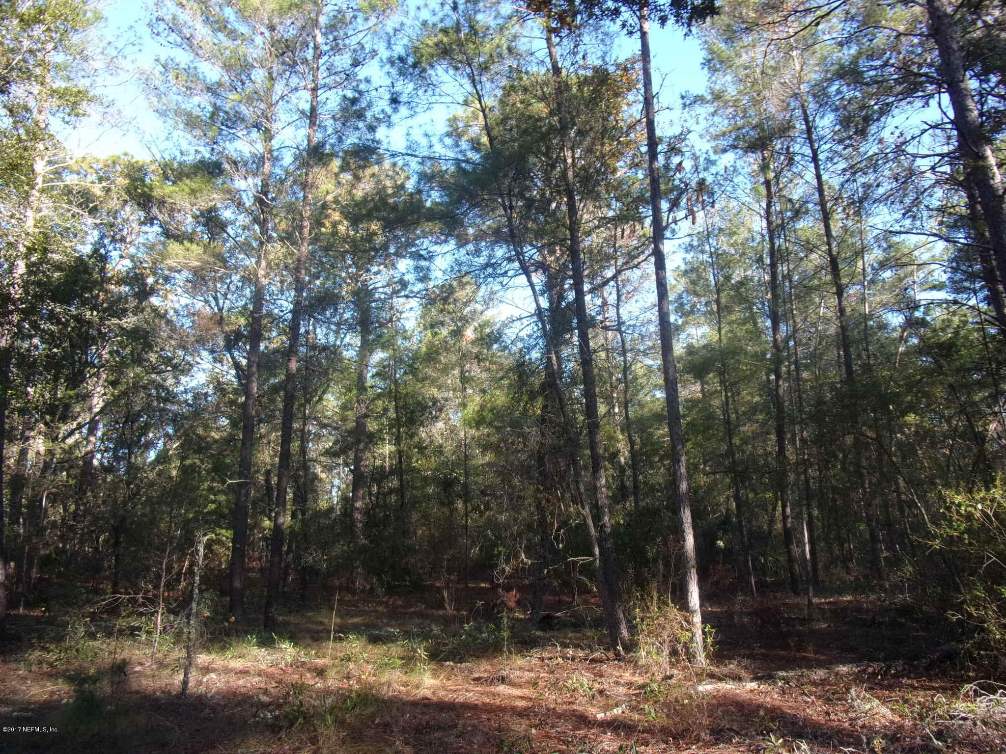 160 Highliner Road Welaka, FL 32112 - Photo 30 of 35 a view of a forest filled with trees