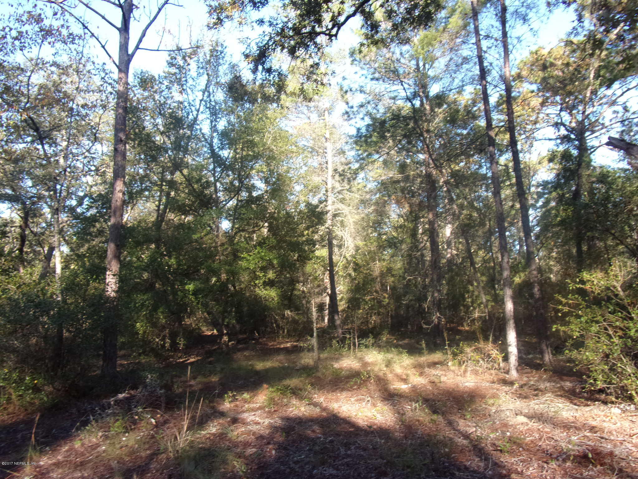 160 Highliner Road Welaka, FL 32112 - Photo 31 of 35 a view of a forest with trees