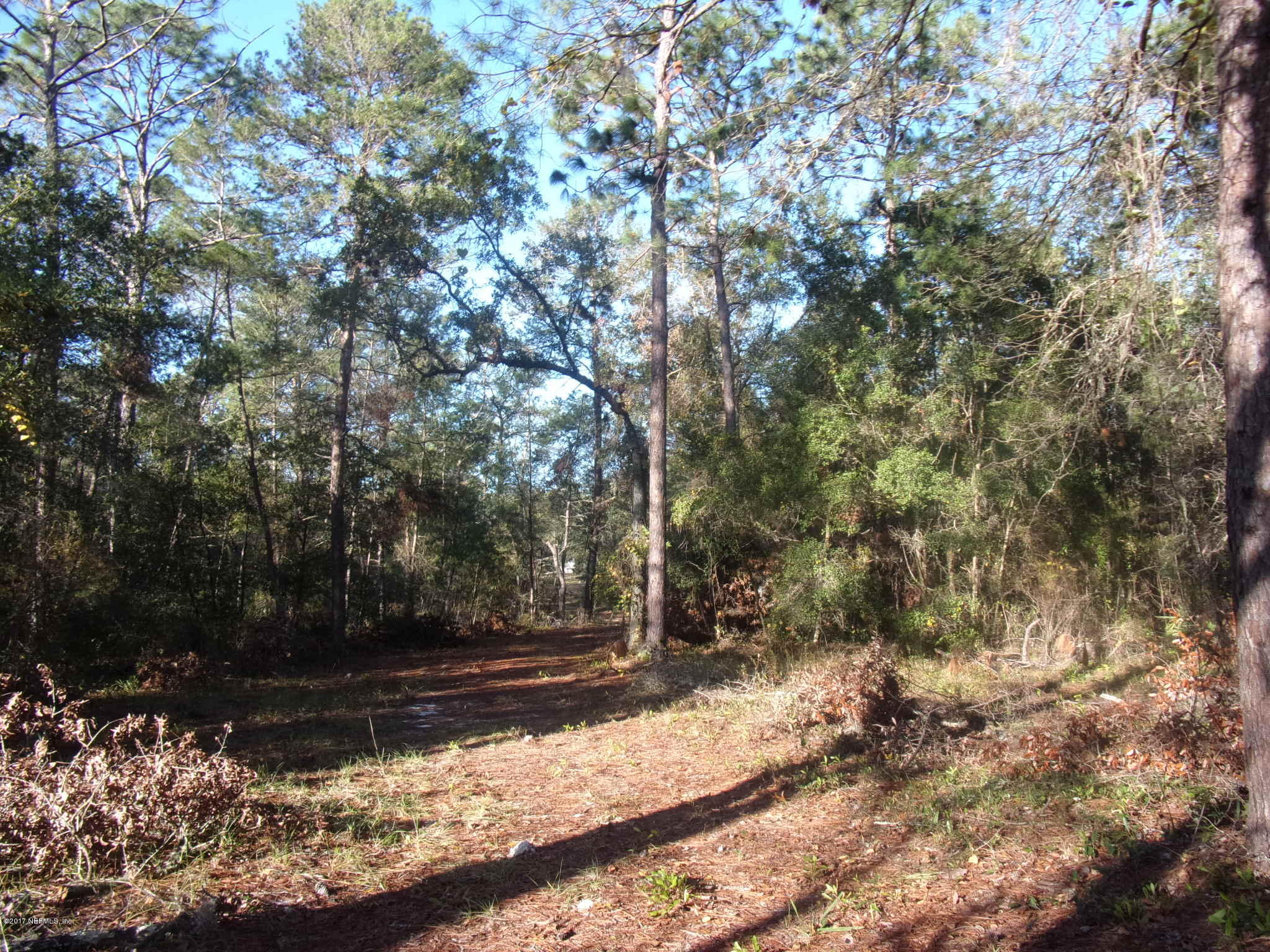 160 Highliner Road Welaka, FL 32112 - Photo 32 of 35 a view of a yard with plants and trees