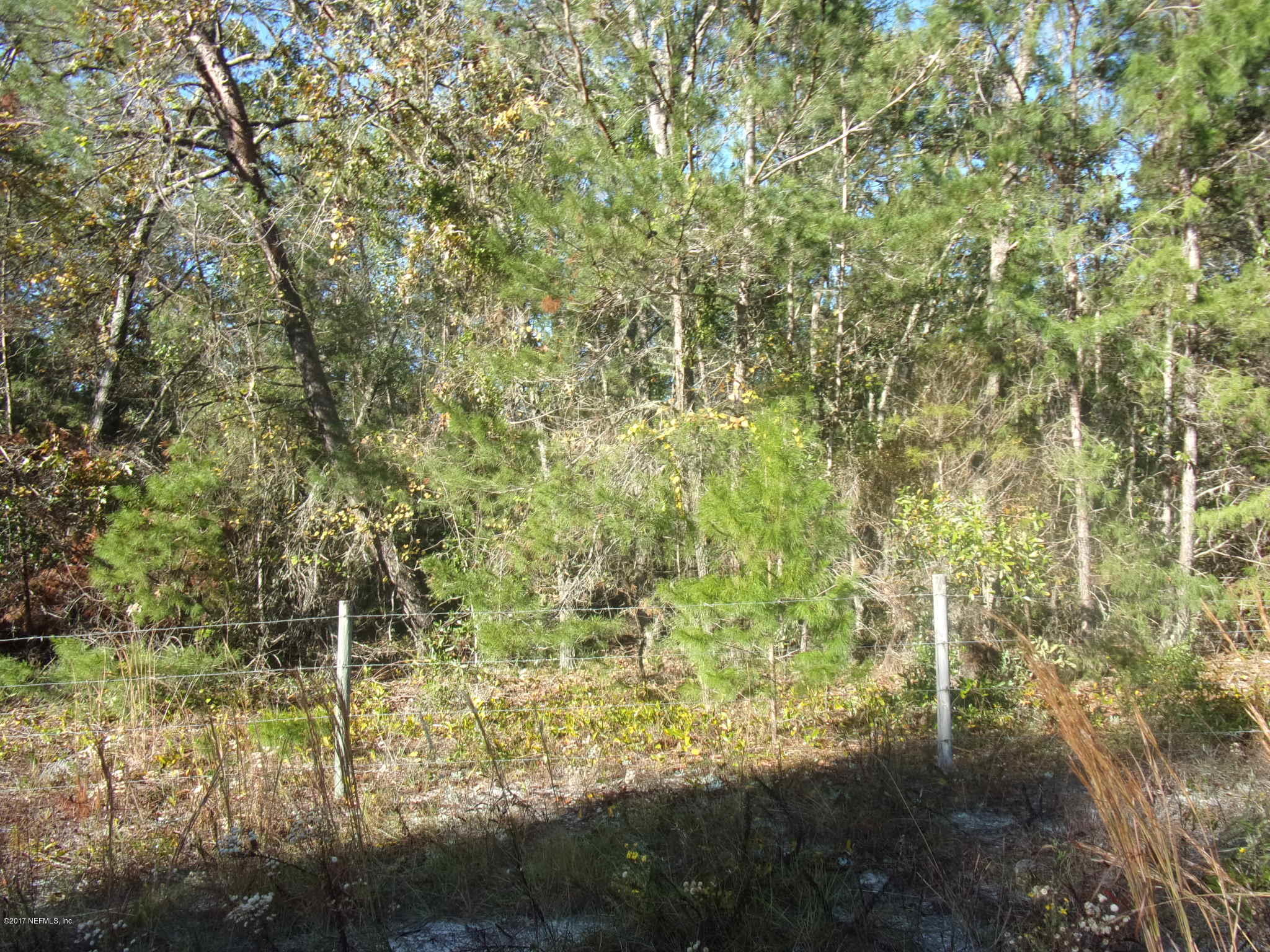 160 Highliner Road Welaka, FL 32112 - Photo 33 of 35 a view of a yard