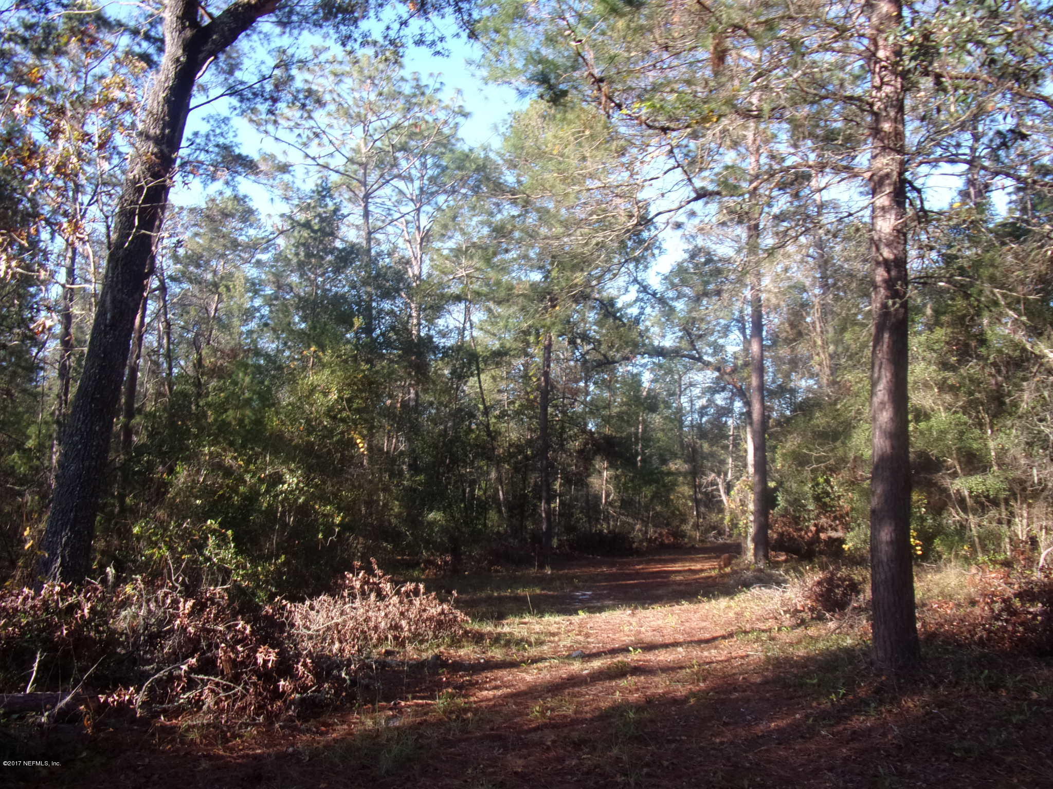 160 Highliner Road Welaka, FL 32112 - Photo 5 of 35 a view of a yard with a tree