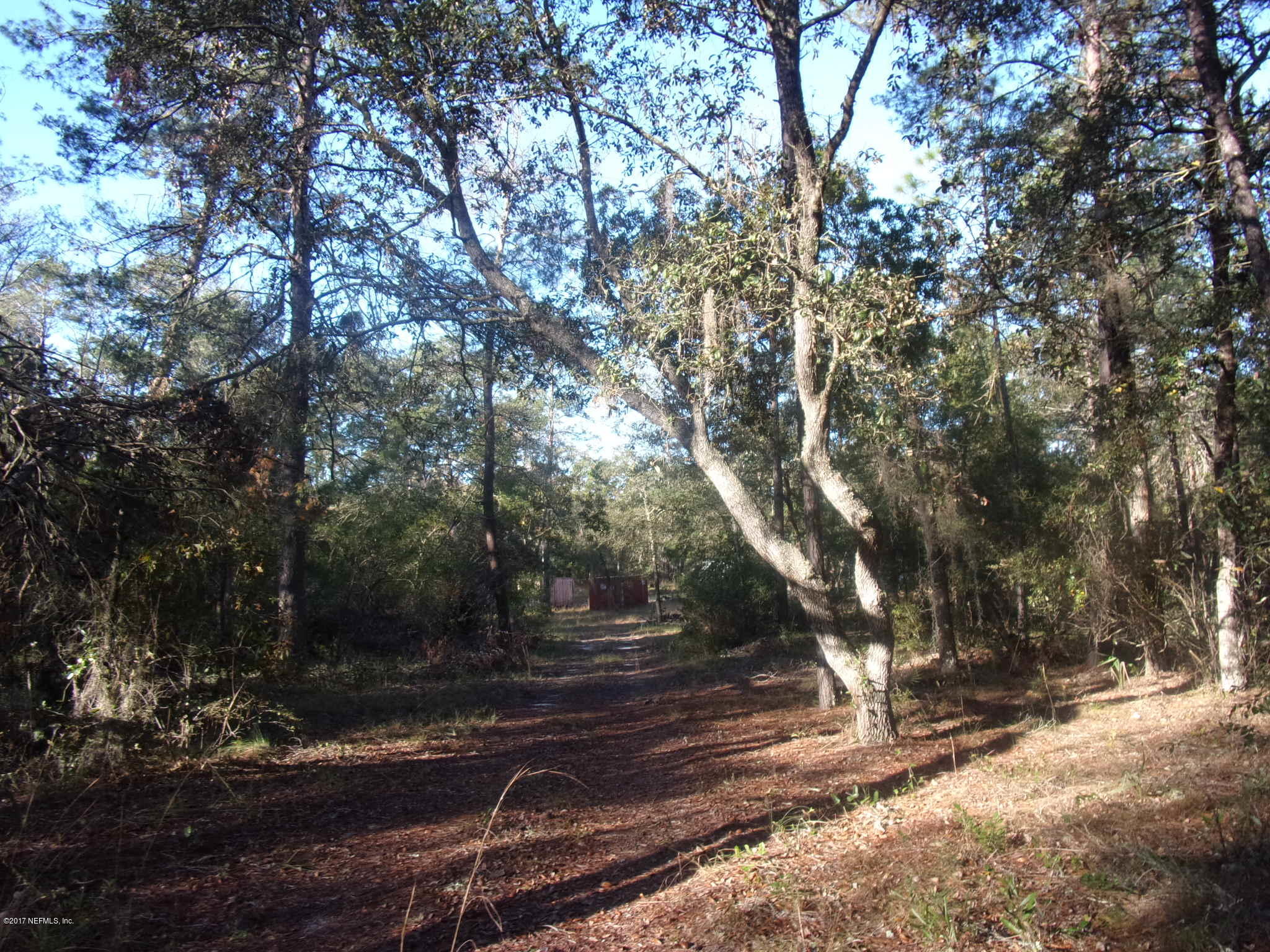 160 Highliner Road Welaka, FL 32112 - Photo 7 of 35 a view of a yard with plants and trees
