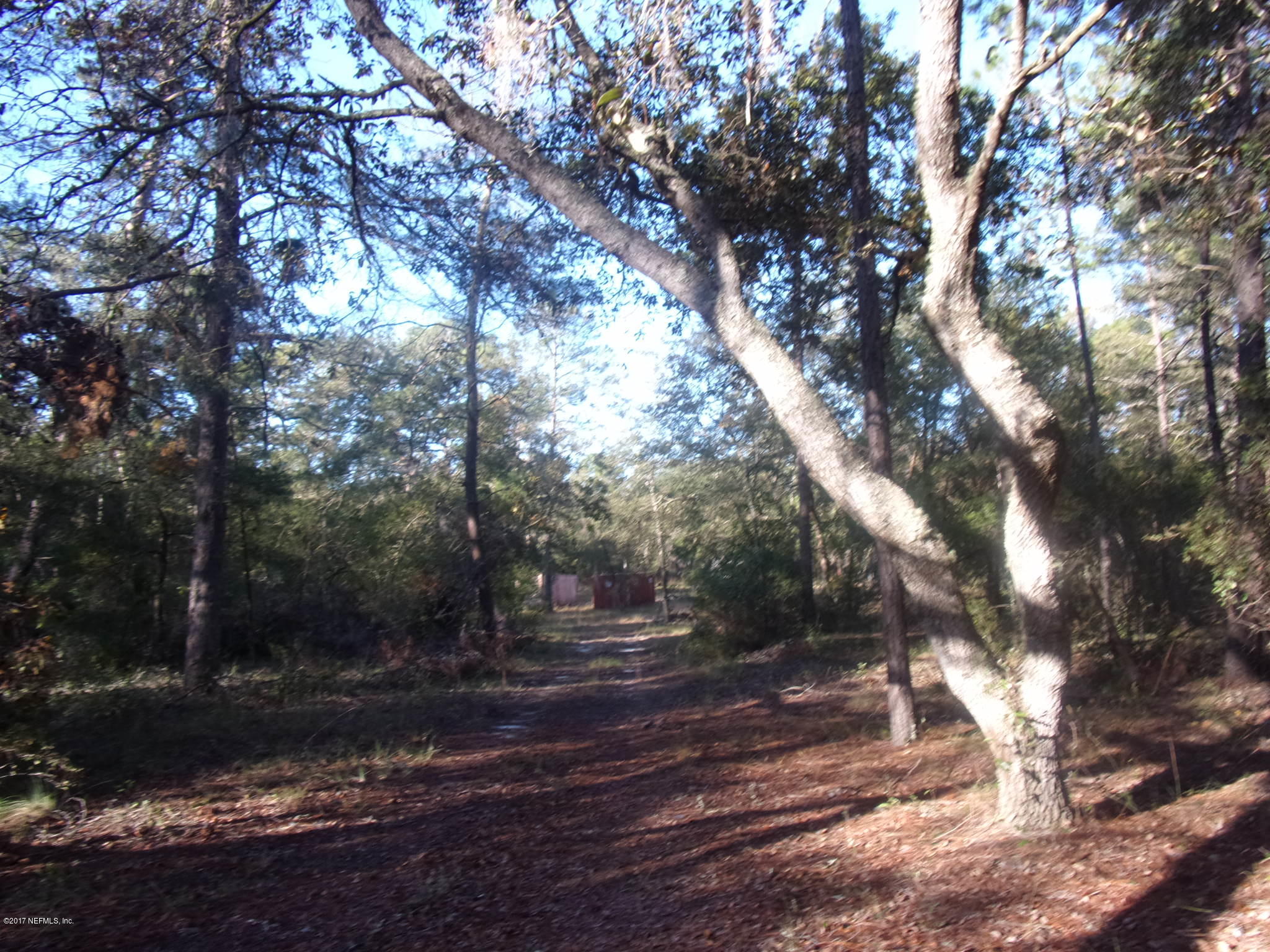 160 Highliner Road Welaka, FL 32112 - Photo 8 of 35 a view of yard with trees