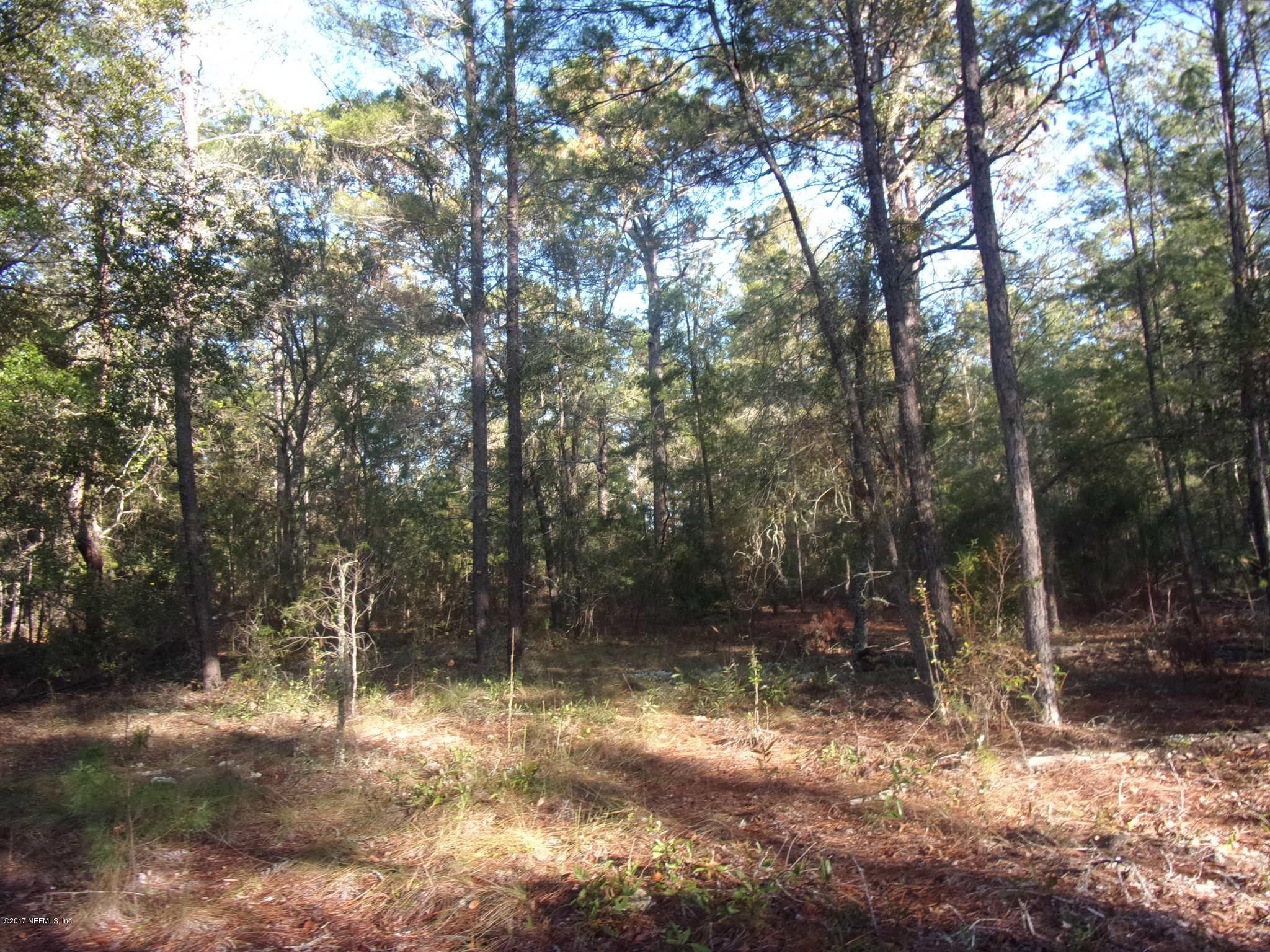 160 Highliner Road Welaka, FL 32112 - Photo 9 of 35 a backyard of a house with lots of green space