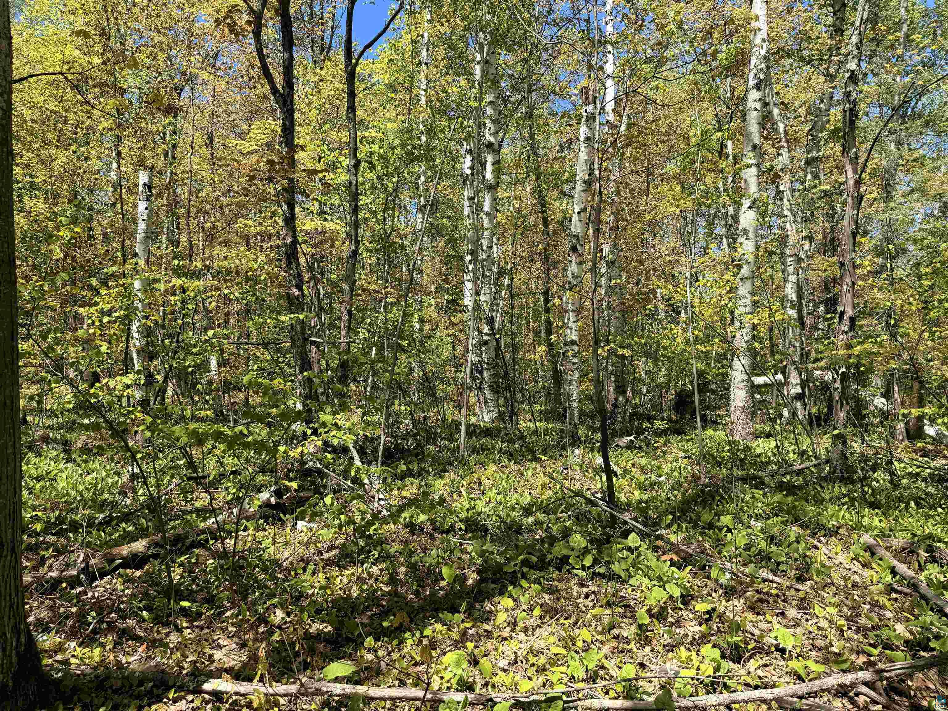 Lot 5 Blue Wing Bay Road Bayfield, WI 54814 - Photo 9 of 11