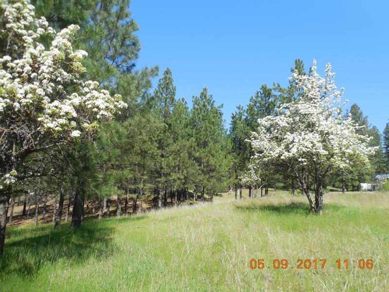 0 Old Kettle Road Kettle Falls, WA 99141 - Photo 3 of 10 Gallery Image 3