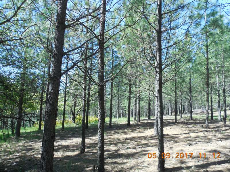 0 Old Kettle Road Kettle Falls, WA 99141 - Photo 5 of 10 Gallery Image 5