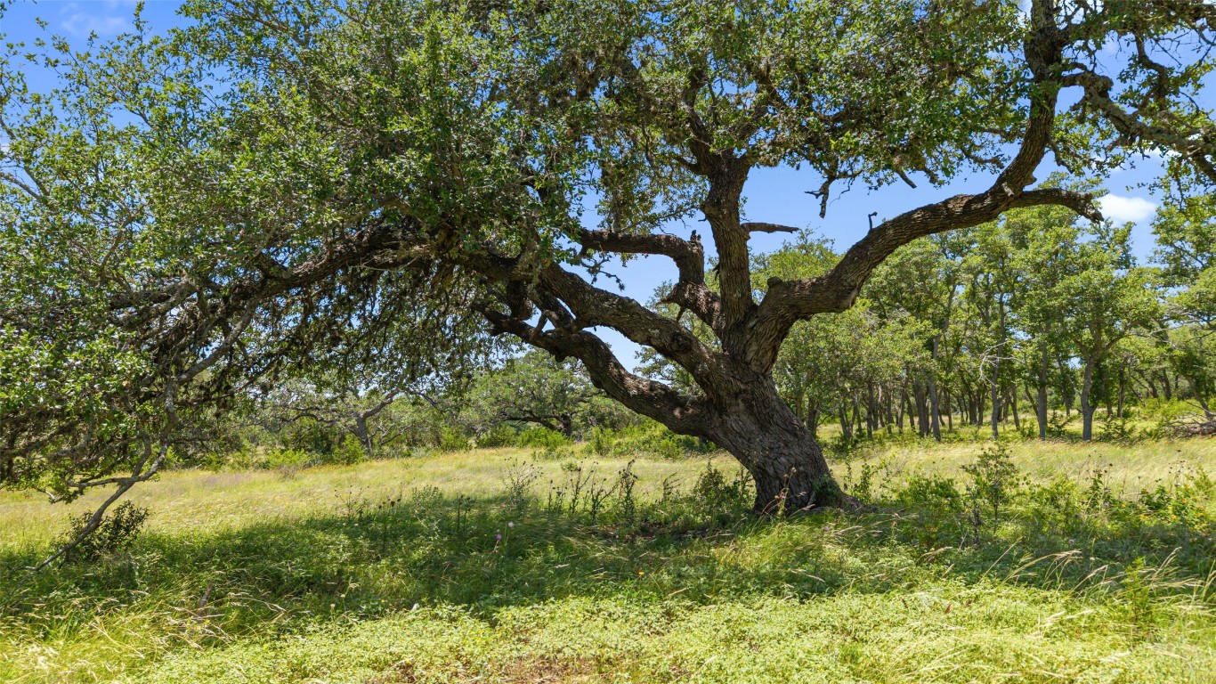 2 Lindeman Lane Blanco, TX 78606 - Photo 7 of 12 a view of backyard with green space