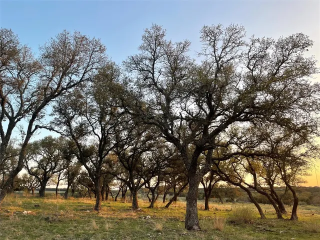 a view of yard with trees