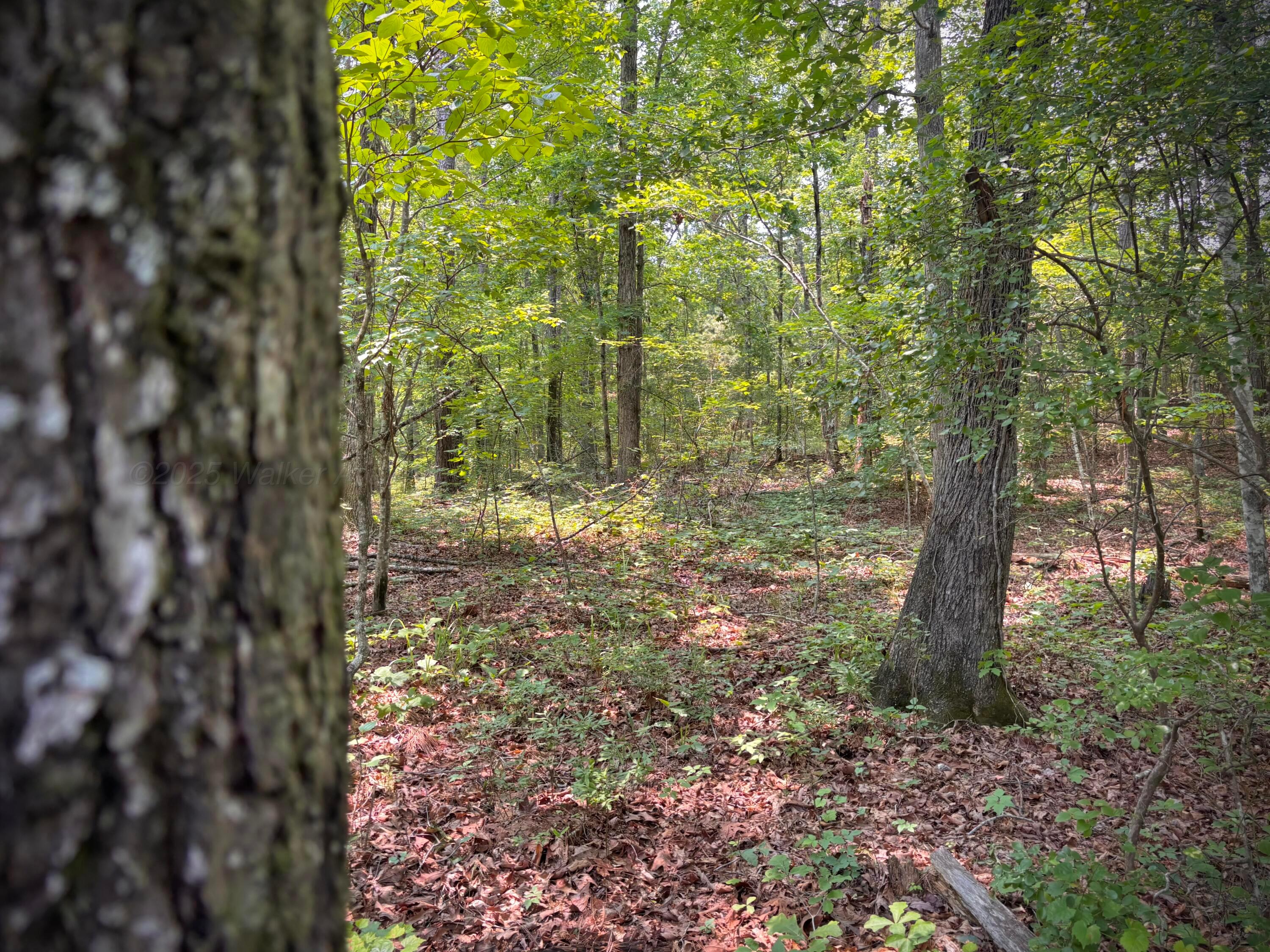 Lot 31 Stoney Point Road Double Springs, AL 35553 - Photo 20 of 22 image10