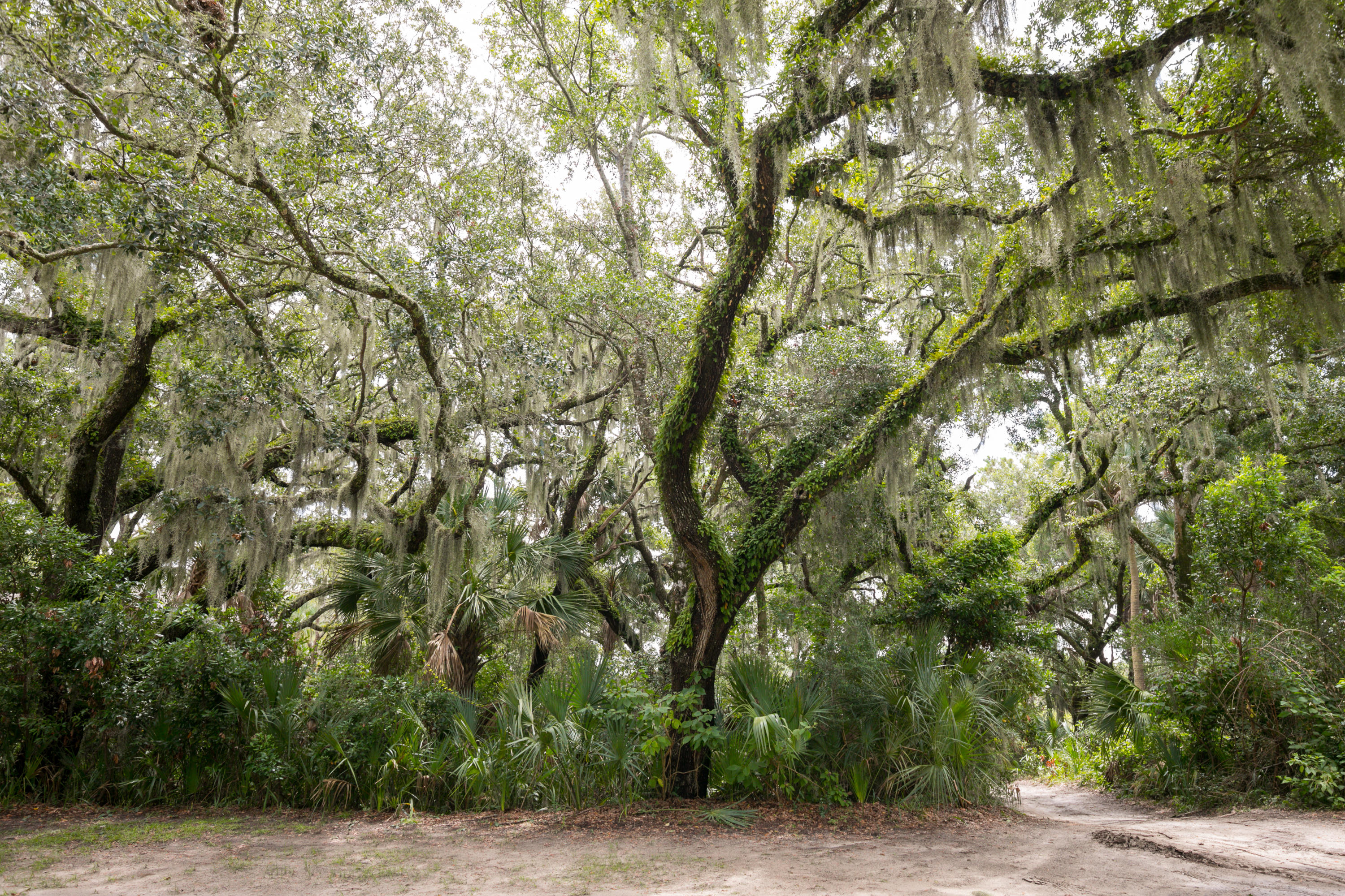 2-2423 High Hammock-MLS