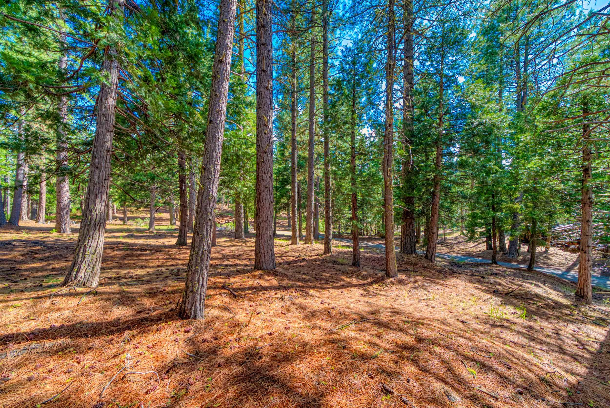 954 Red Fox Road Clio, CA 96106 - Photo 12 of 22