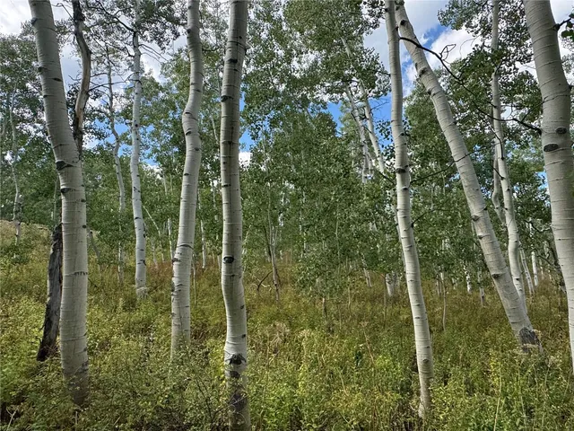 a view of a forest that has a tree