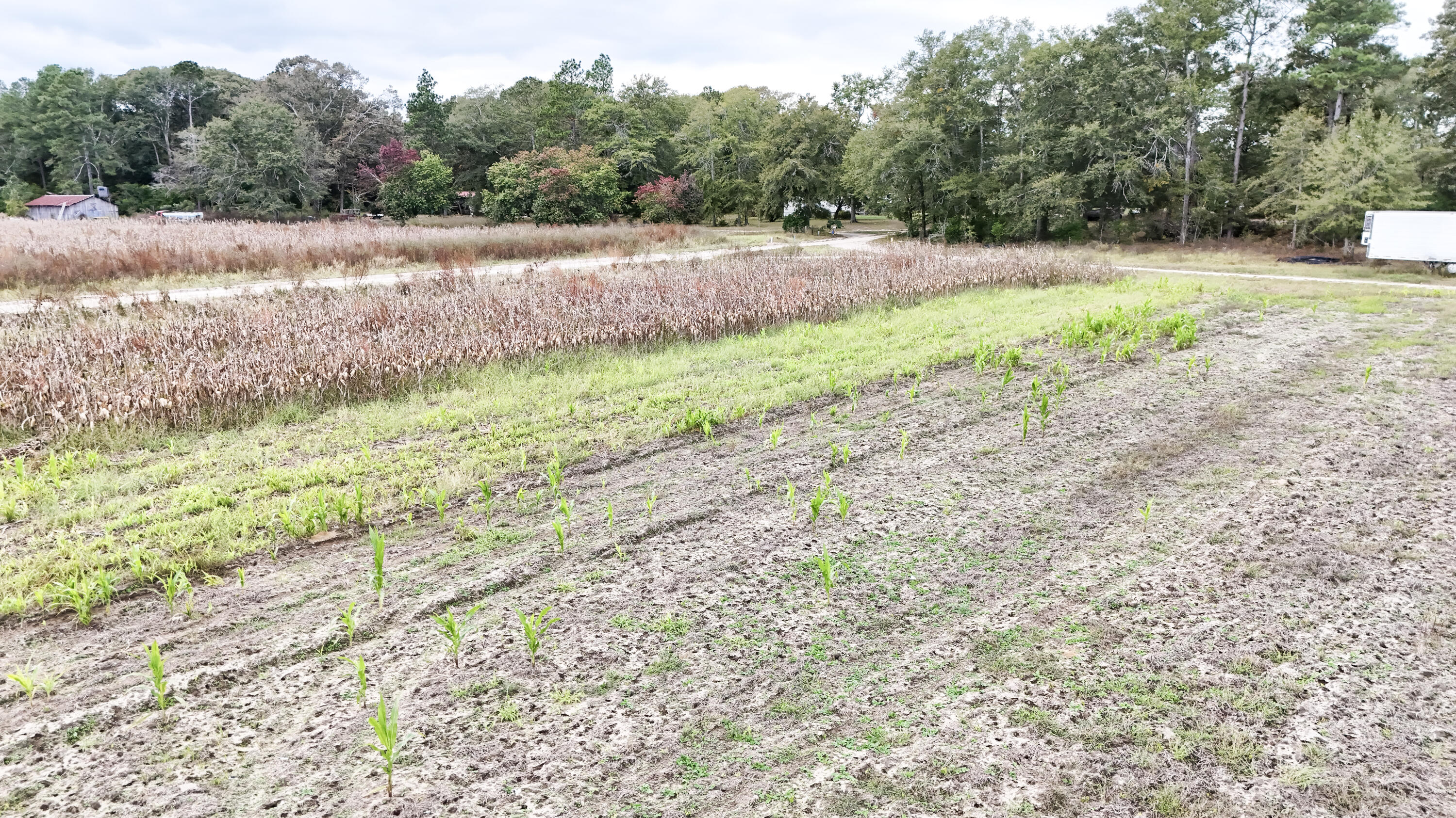 0 Chavis Road Blackville, SC 29817 - Photo 22 of 22 18-DJI_20251031050140_0255_D