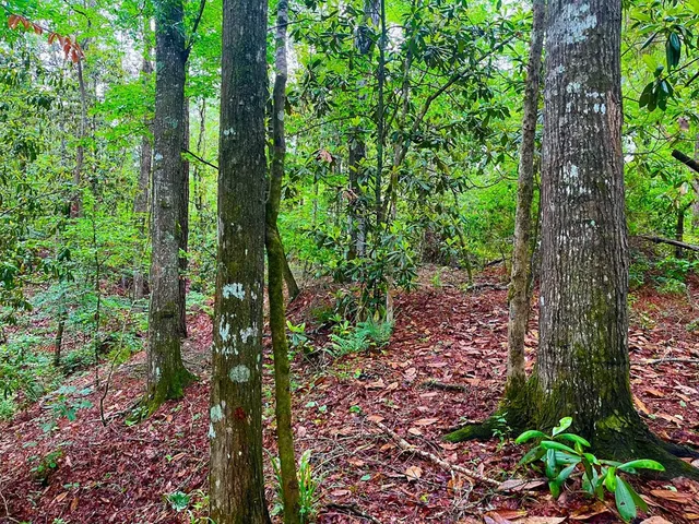 $102,585 | Tbd Rockport New Hebron Road, Newhebron, MS 39140