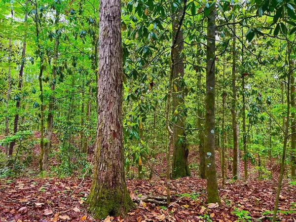 $102,585 | Tbd Rockport New Hebron Road, Newhebron, MS 39140