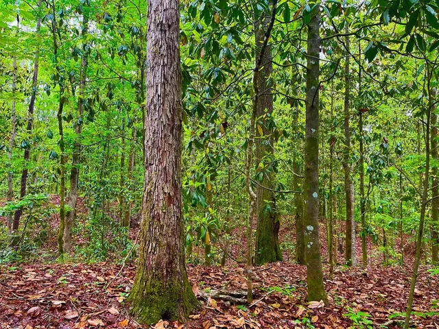 $102,585 | Tbd Rockport New Hebron Road, Newhebron, MS 39140