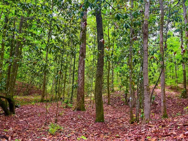 $102,585 | Tbd Rockport New Hebron Road, Newhebron, MS 39140