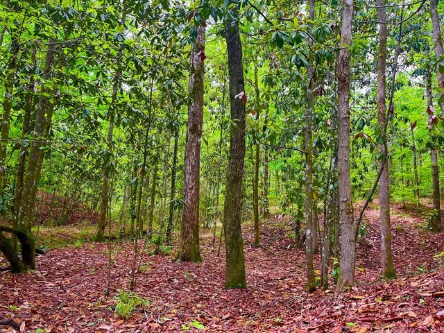 $102,585 | Tbd Rockport New Hebron Road, Newhebron, MS 39140