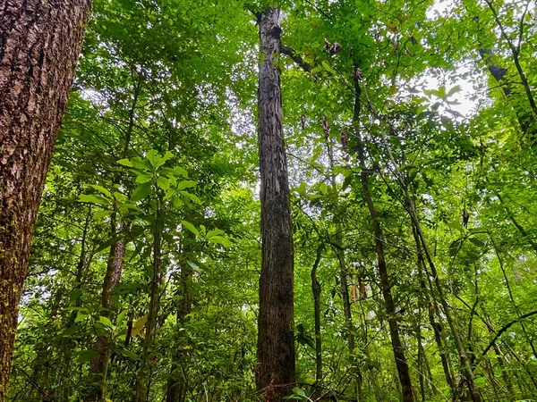 $102,585 | Tbd Rockport New Hebron Road, Newhebron, MS 39140