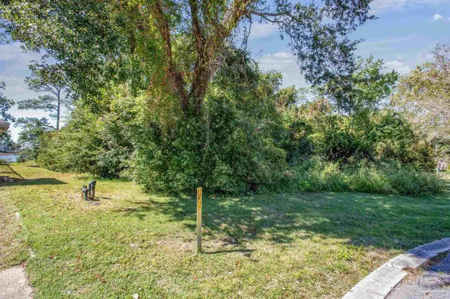 a view of a yard with plants and large trees