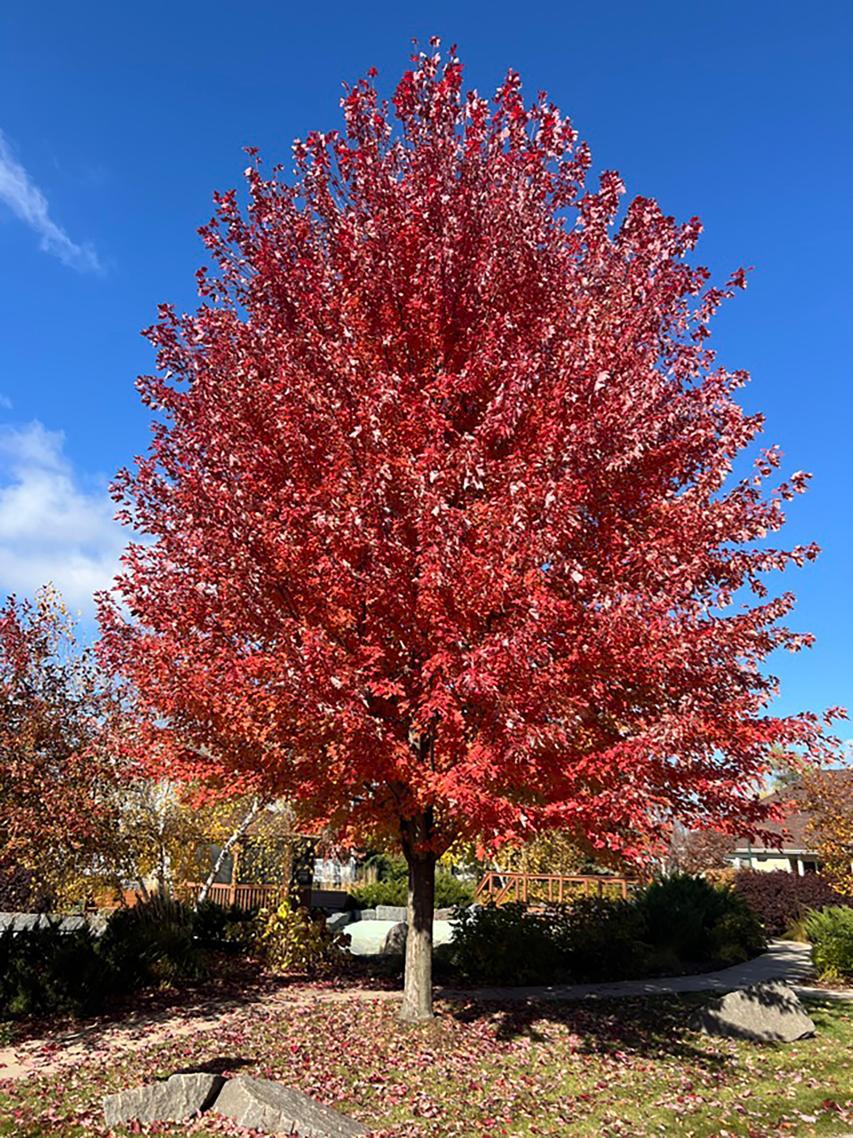 2630 Cascade Lane Long Lake, MN 55356 - Photo 45 of 51