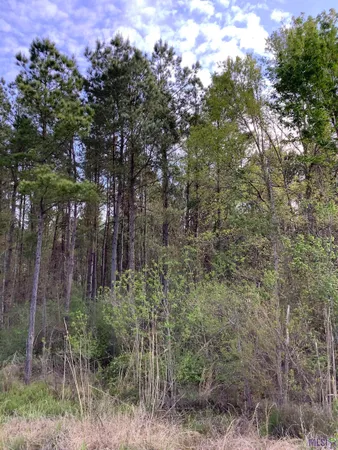$291,000 | 19.4-acres 19.4-acres Fountain Young Rd Pine Grove, Pine Grove, LA 70453