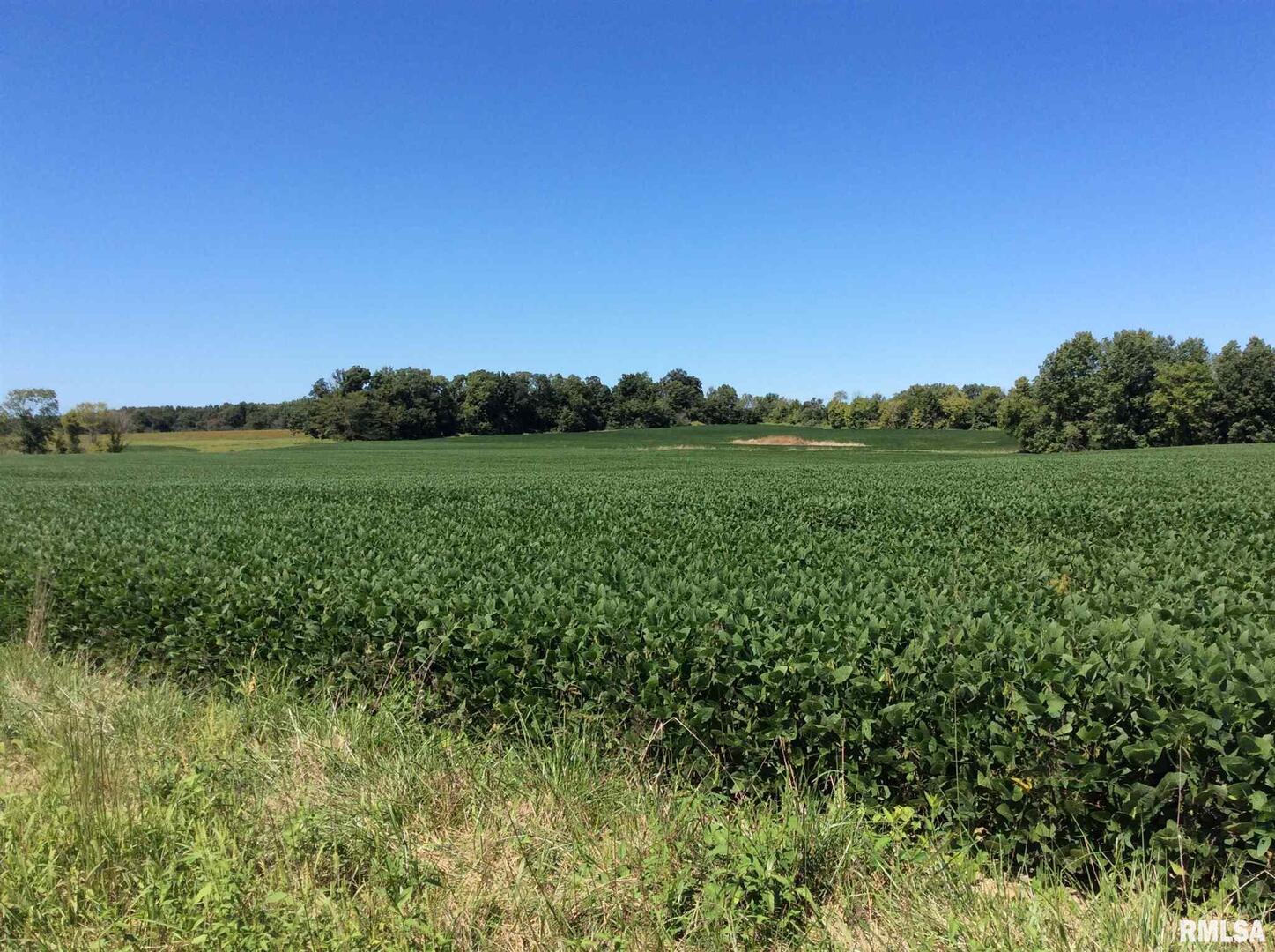 0 Walnut Hill Road Dix, IL 62830 - Photo 11 of 12 a view of a lush green space