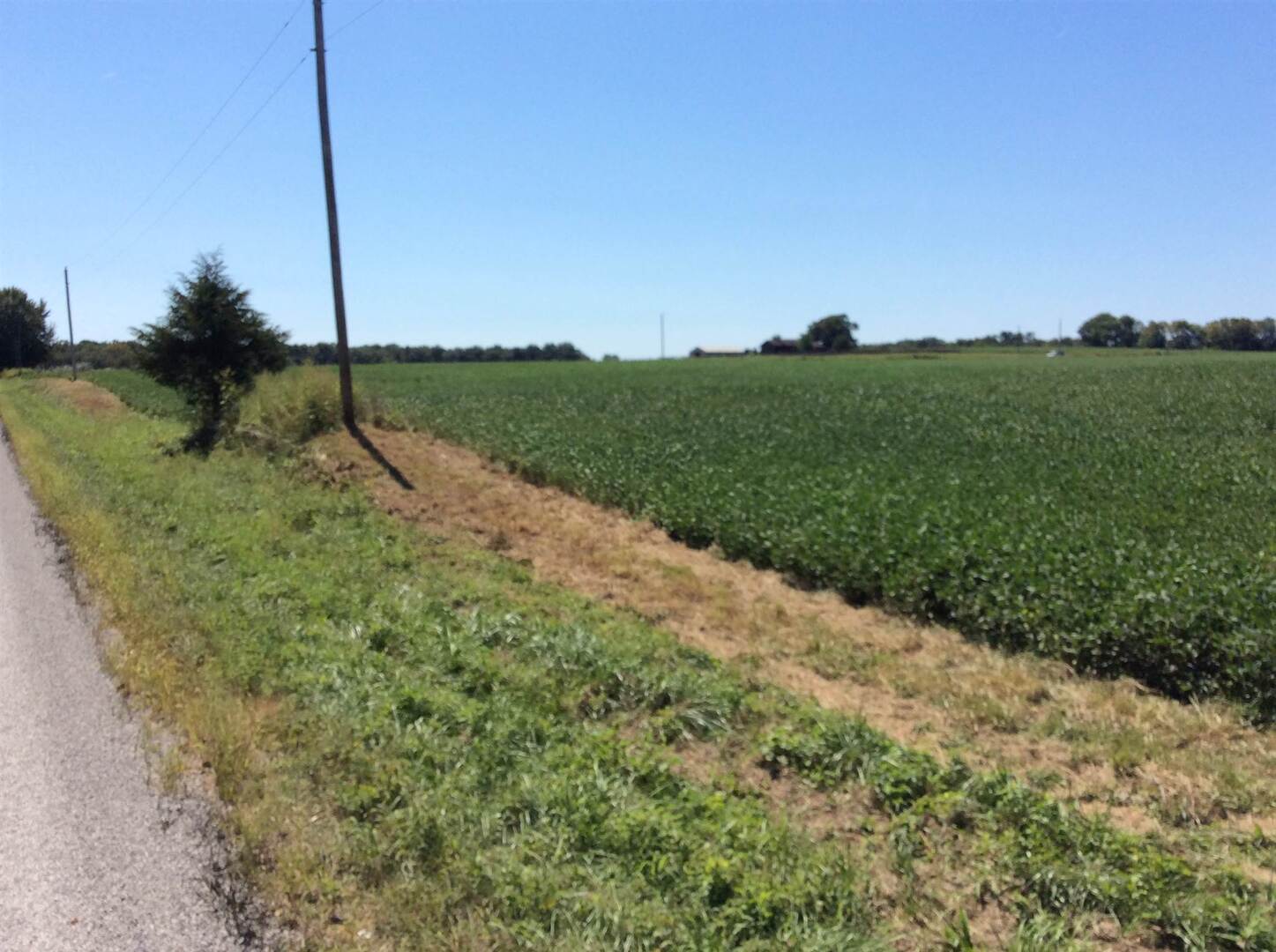 0 Walnut Hill Road Dix, IL 62830 - Photo 5 of 12 a view of a field with a tree