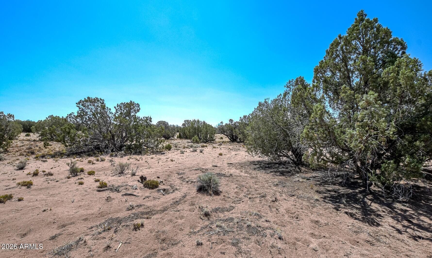 141 County Road Concho, AZ 85924 - Photo 5 of 15 a view of a dry yard with trees in the background