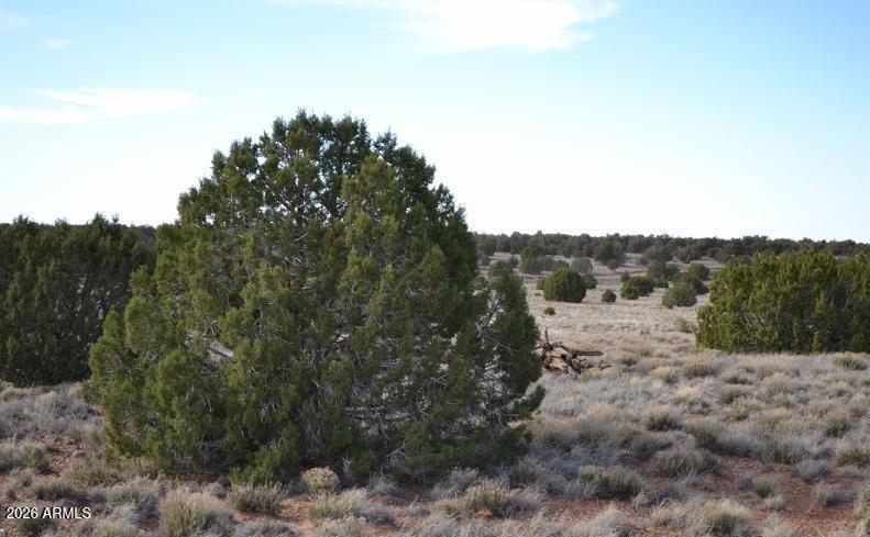141 County Road Concho, AZ 85924 - Photo 7 of 15 a view of mountain view with lots of trees